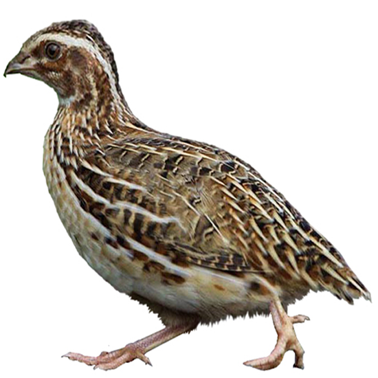 Japanese Quail